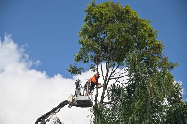  , USA Tree Services Pros